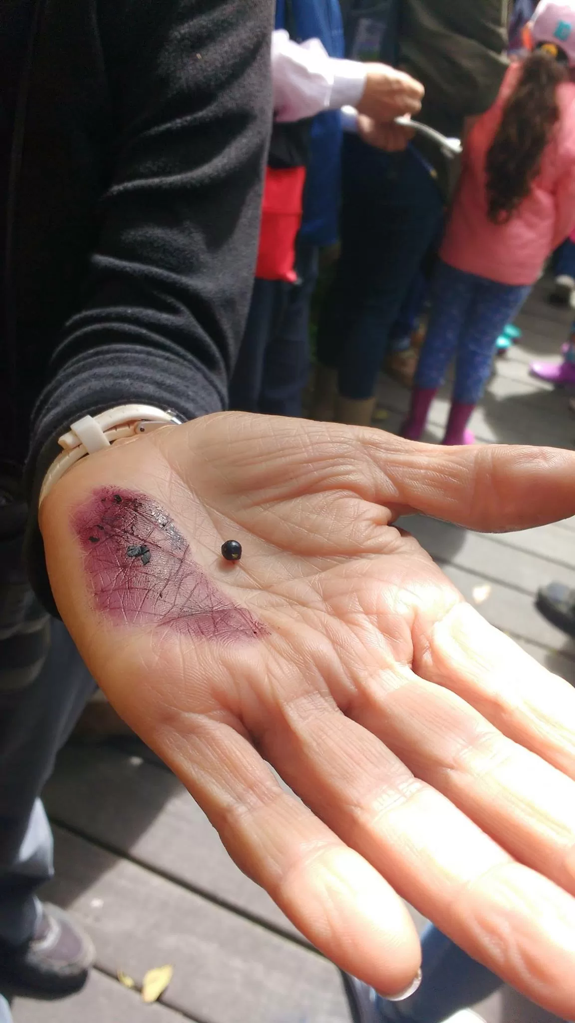 Fotografía de un fruto en el Humedal Córdoba