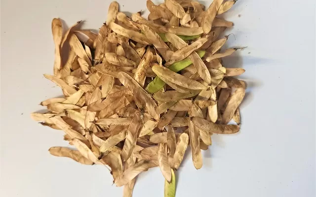 Frutos y semillas de palo de Brasil 