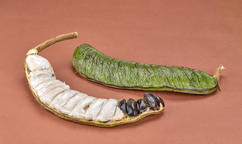 Guama