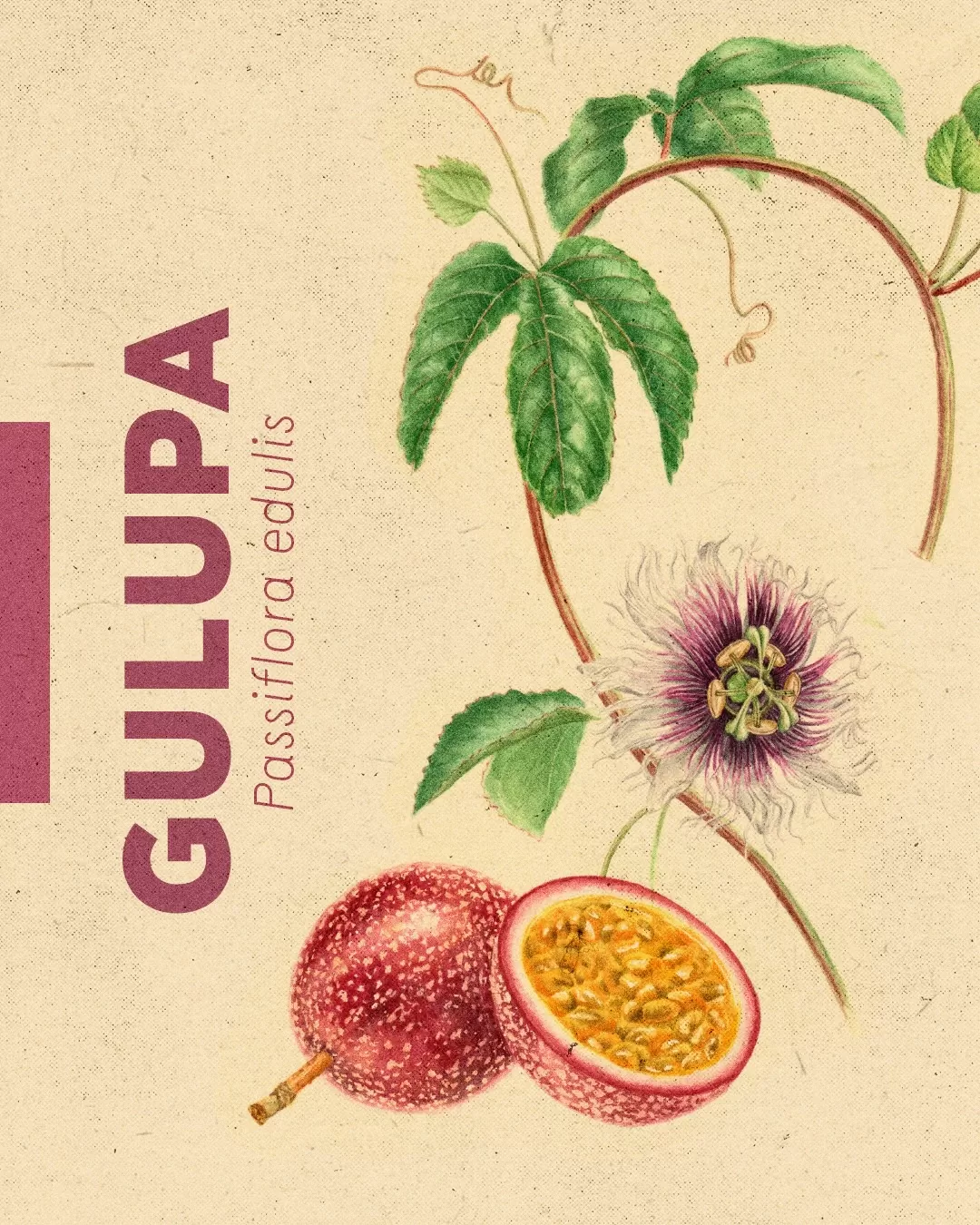 Ilustración de gulupa y el texto: Gulupa, Passiflora edulis