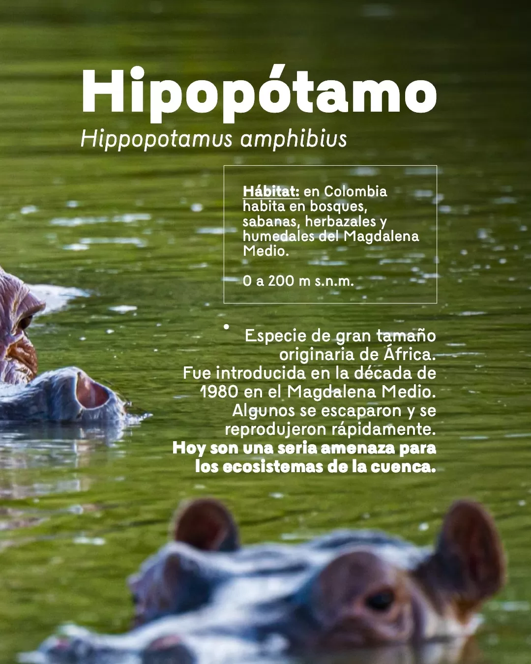 Fotografía de hipopótamo y el texto: Hipopótamo. Hippopotamus amphibius. Hábitat: en Colombia habita en bosques, sabanas, herbazales y humedales del Magdalena Medio