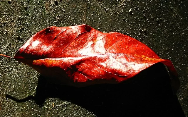 Hoja de un color rojo intenso para la extracción de tintes vegetales 