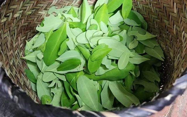 Un canasto con hojas verdes de coca