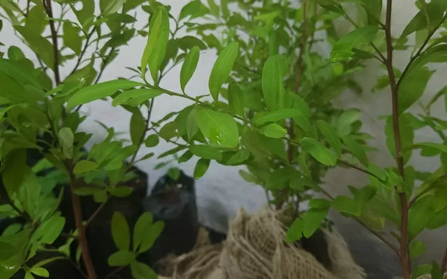 Plantas y hojas de coca 