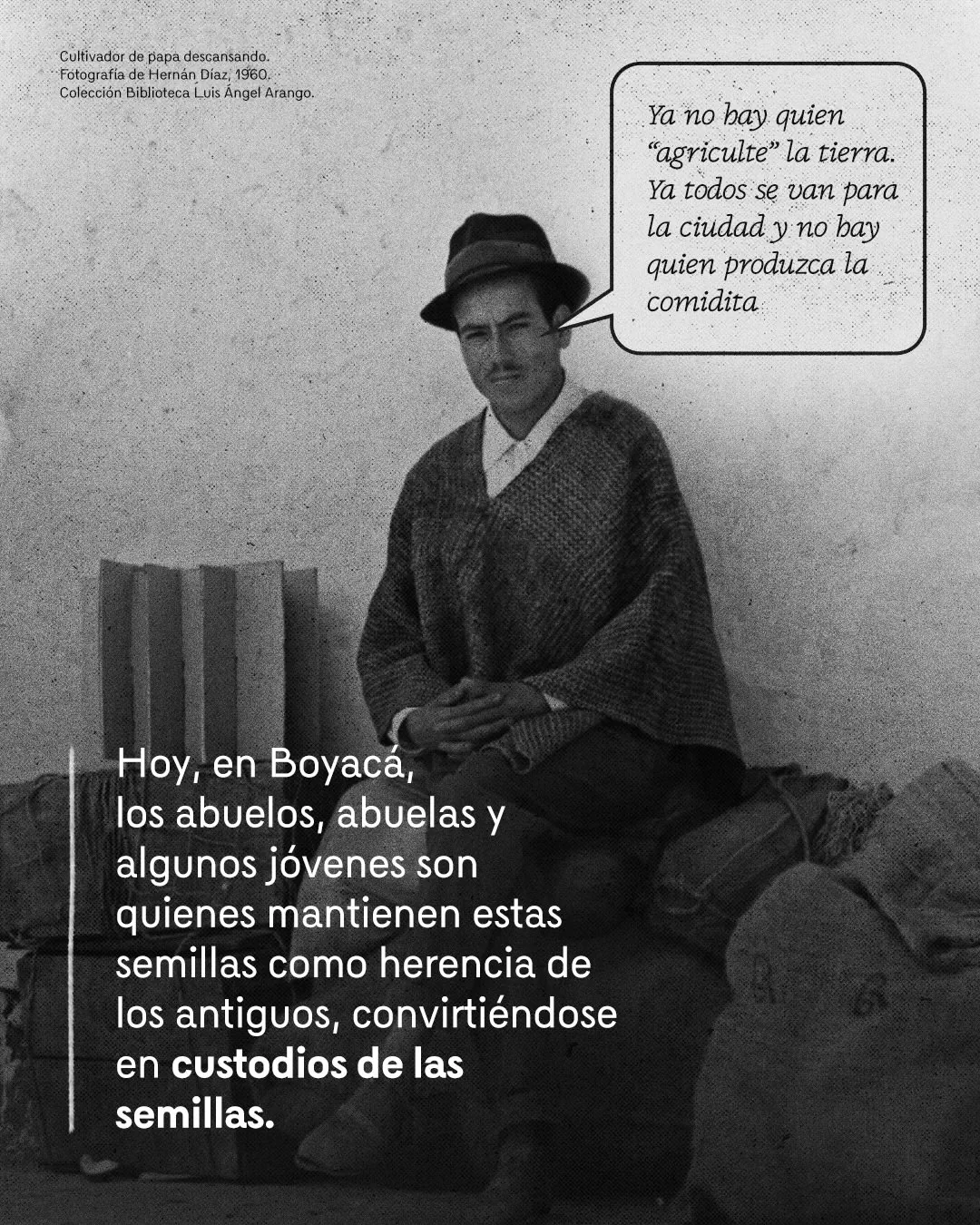 Fotografía de cultivador de papa en Boyacá y el texto_: Hoy en Boyacá, los abuelos, abuelas y algunos jóvenes son quienes mantienen estas semillas como herencia de los antiguos, convirtiéndose en custodios de las semillas