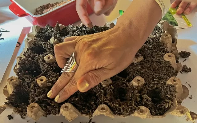 Mano de una mujer sembrando semillas 