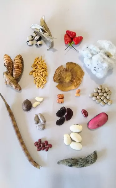 II Encuentro Amazónico de Semillas en Florencia, Caquetá.