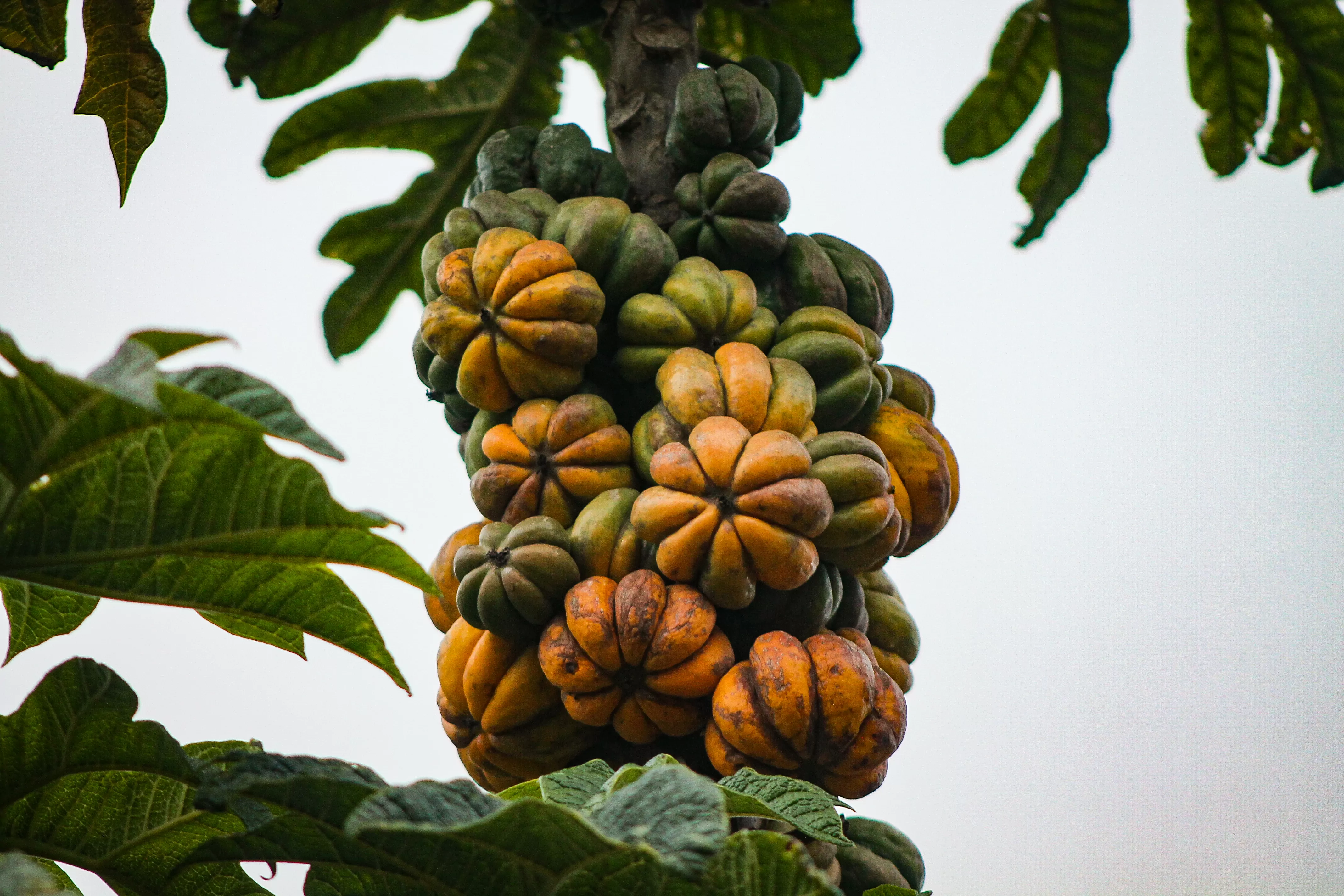 Papayuela