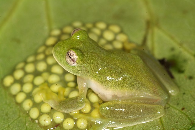 Fotografía de la rana de cristal de la sierra