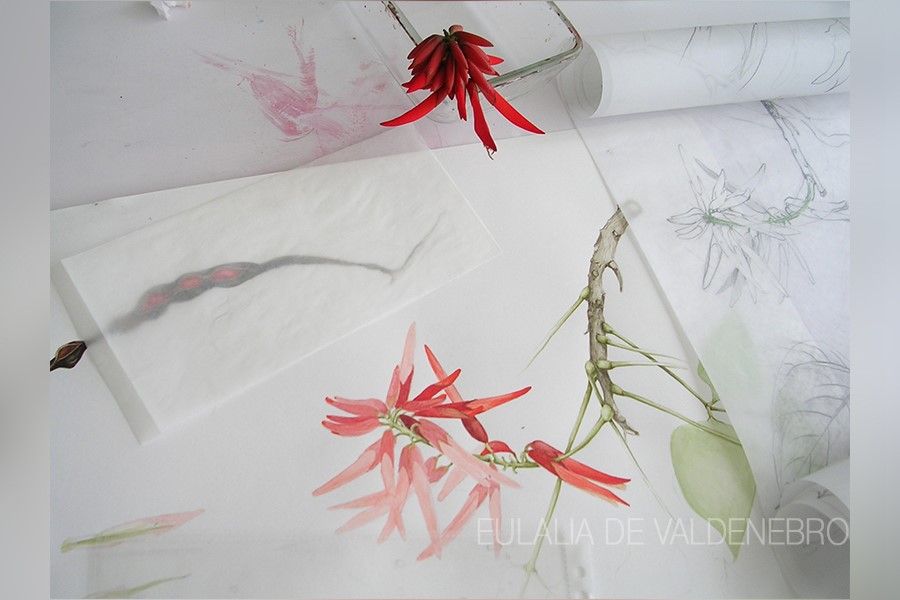 Ilustración botánica 