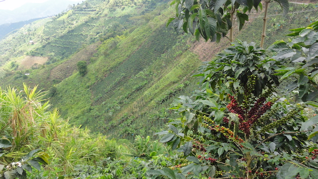Zona Cafetera
