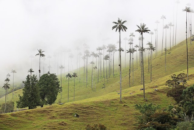 Valle del Cocora, Colombia