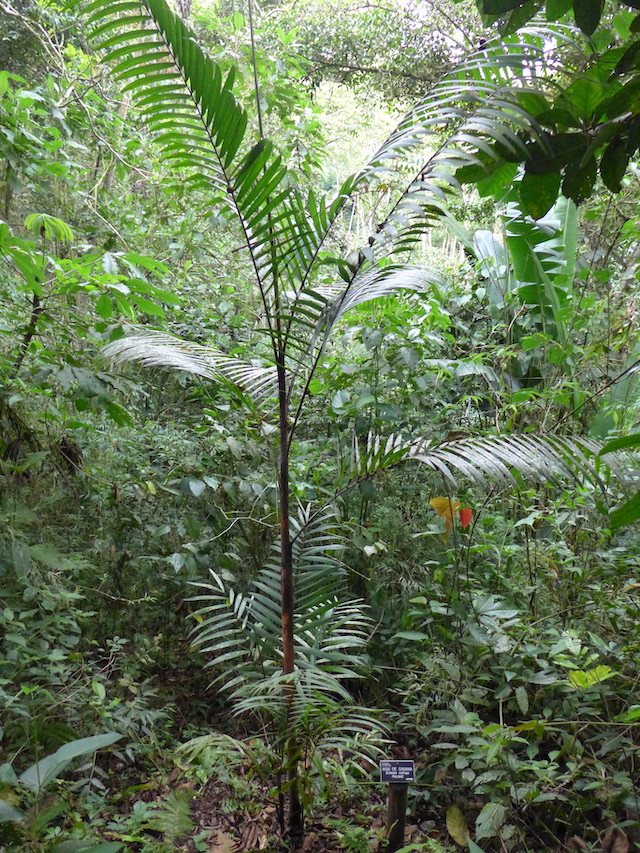 Jardín Botánico del Quindío