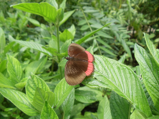 Mariposario de Calarcá