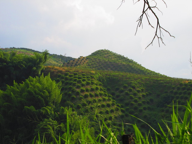 Paisaje cafetero