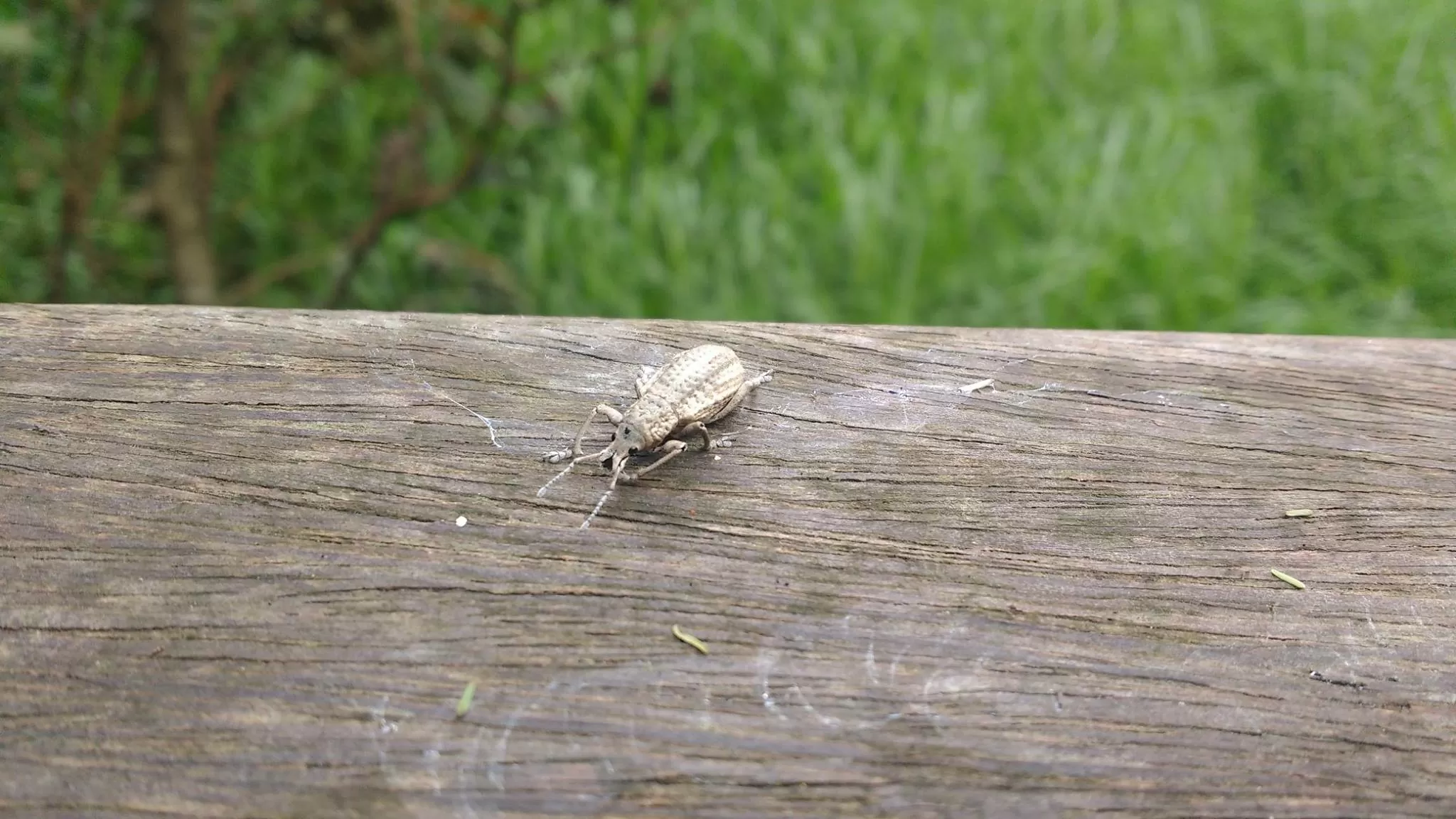 Fotografía de un insecto en el Humedal Córdoba
