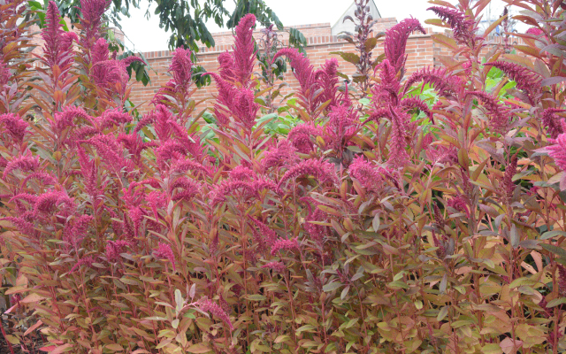 Jardín Arqueobotánico del Museo del Oro Centro Cultural de Armenia.
