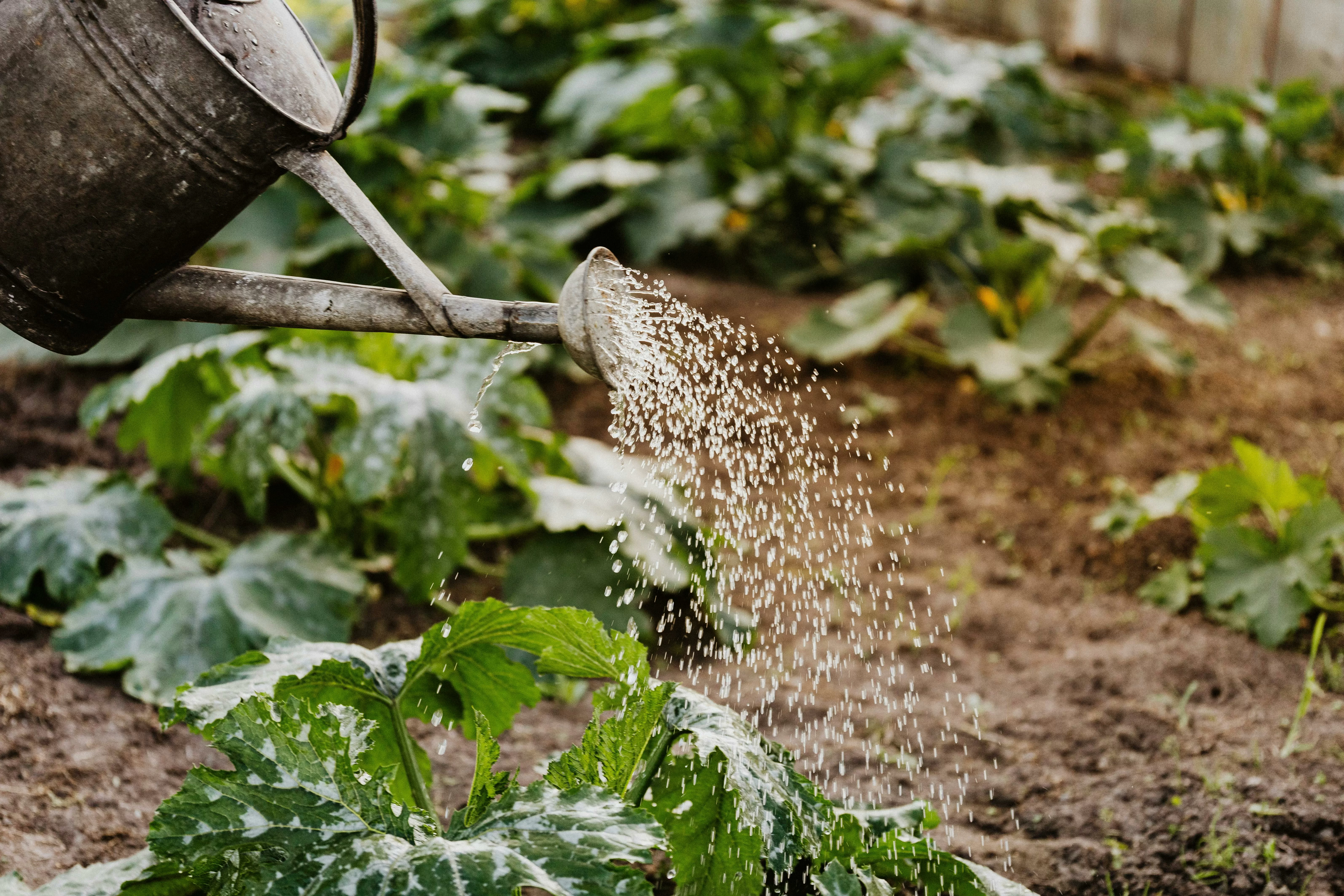 Jardinería
