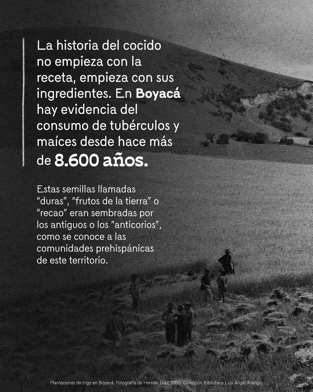 Fotografía de plantaciones de trigo en Boyacá y el texto: La historia del cocido no empieza con la receta, empieza con sus ingredientes. En Boyacá hay evidencia del consumo de tubérculos y maíces desde hace más de 8.600 años 