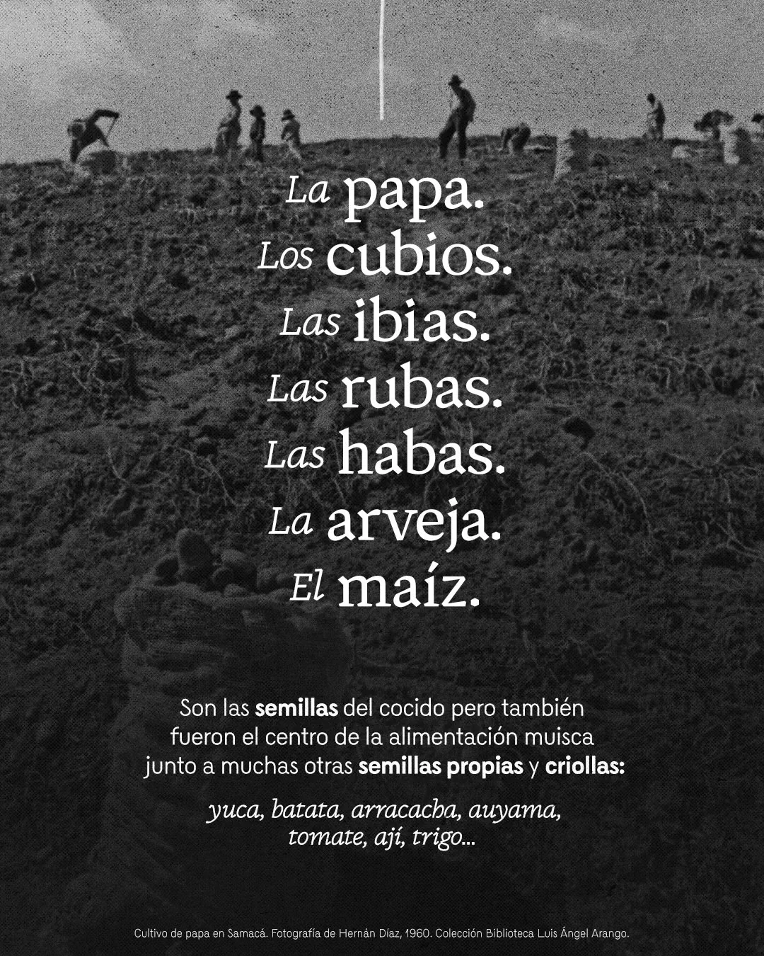 Fotografía de cultivo de papa en Samacá y el texto: La papa, los cubios, las ibias, las rubas, las habas, la arveja 