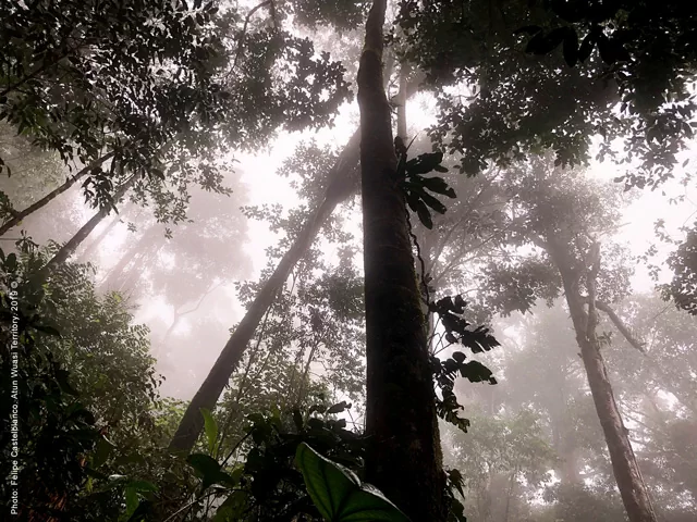 siluetas de copa de árboles altos y cielo resplandeciente blanco