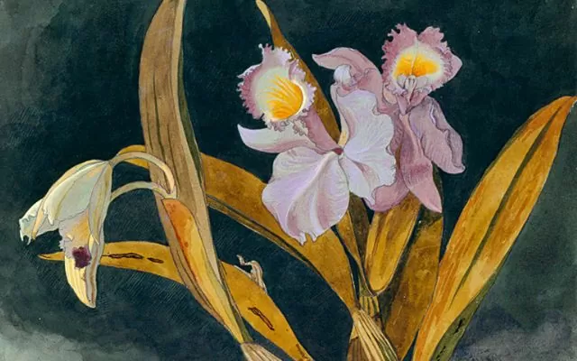 Lirios de San Juan Edward Walhouse