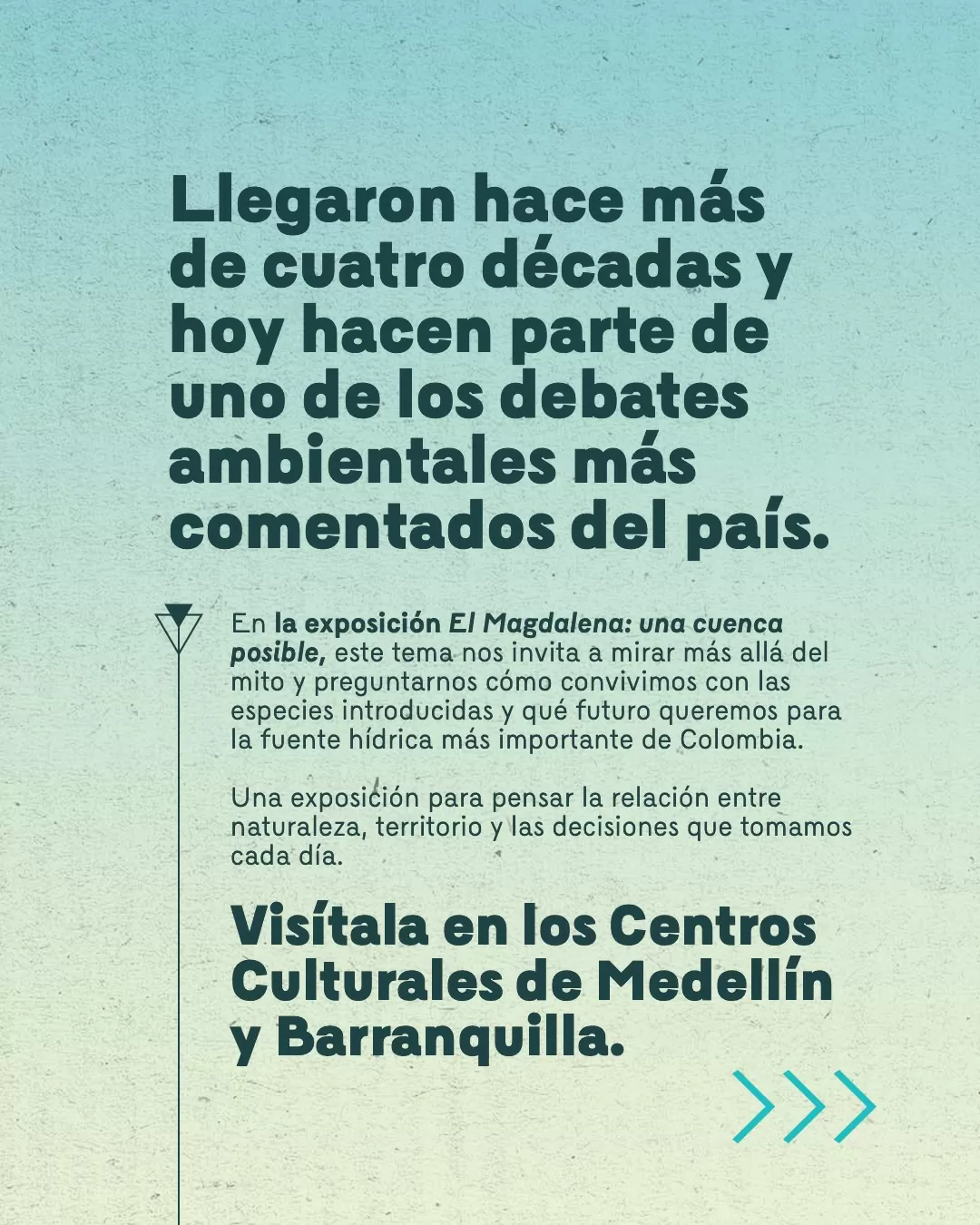 Fondo azul y el texto: Llegaron hace más de cuatro décadas y hoy hacen parte de uno de los debates ambientales más comentados del país