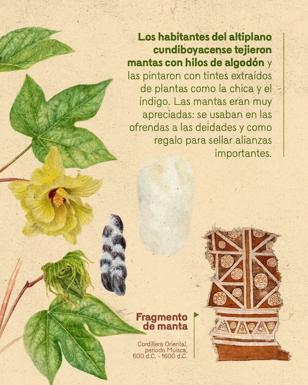 Ilustración de algodón y el texto: Los habitantes del altiplano cundiboyacense tejieron mantas con hilos de algodón y las pintaron con tintes extraídos de plantas como la chica y el índigo