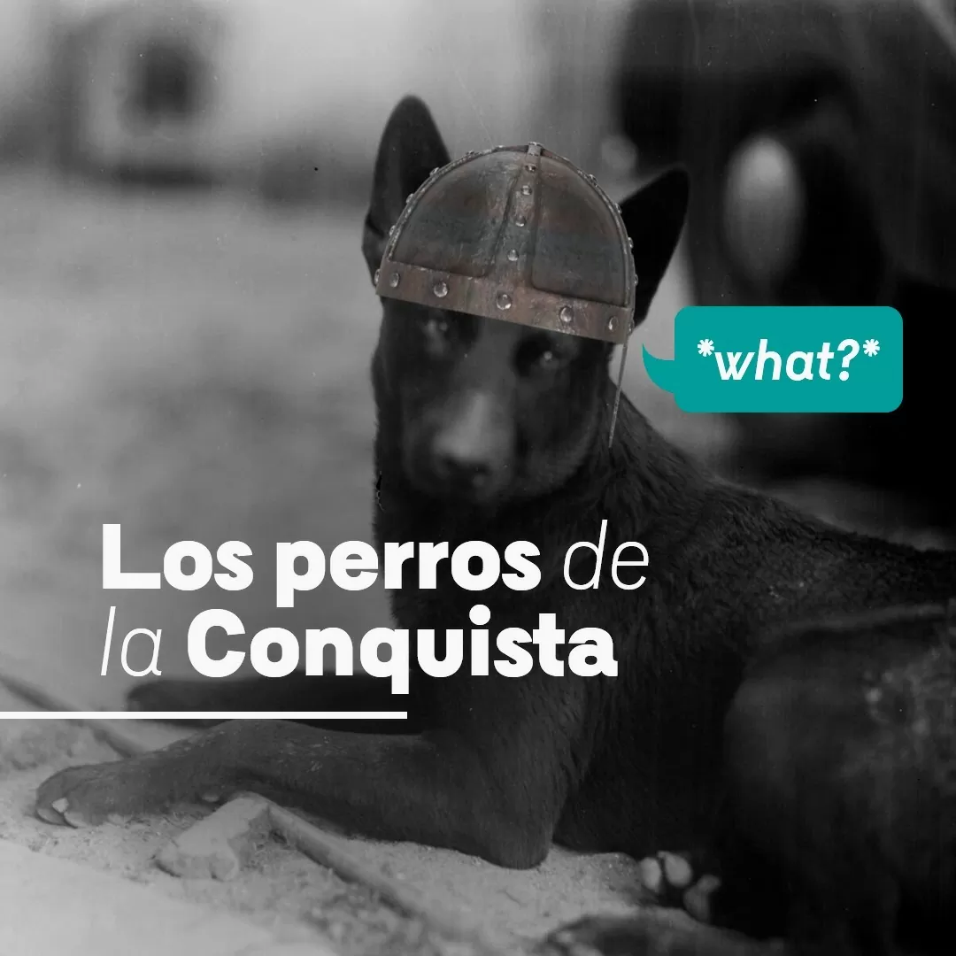 Imagen de un perro que forma parte de la Colección Gumersindo Cuéllar junto a un titular que dice 'Los perros de la conquista' y el perro con una viñeta que dice What?