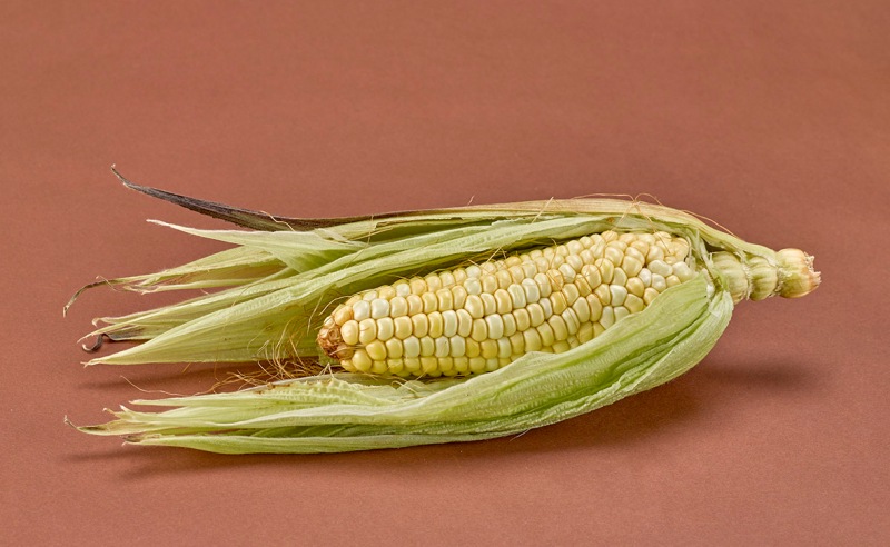 Maíz