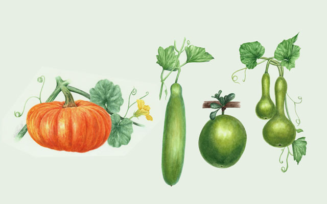 Calabaza, calabazos y totumo