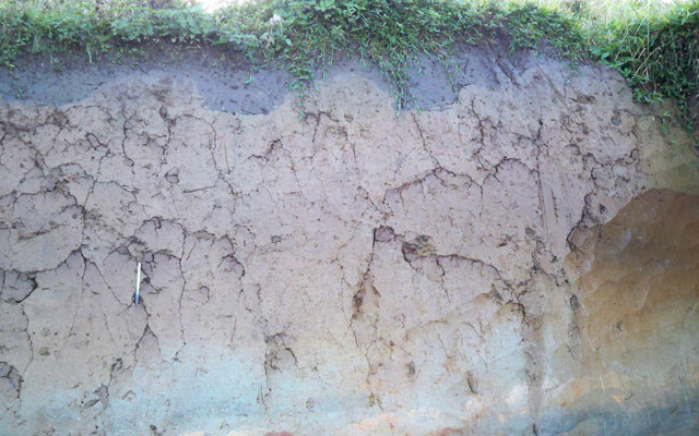 Vestigios de camellones de cultivo en Filandia, Quindío 