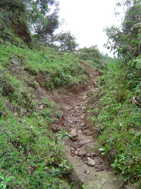Camino en Salento, Quindío