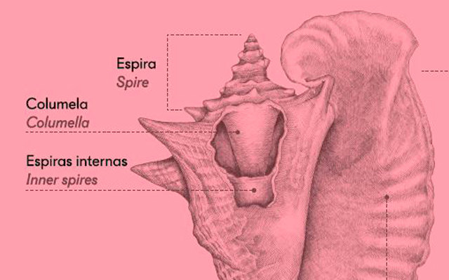 Ilustración partes de un caracol.