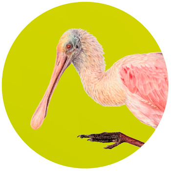 Garza espátula rosada.