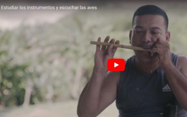 Tocando flauta de millo