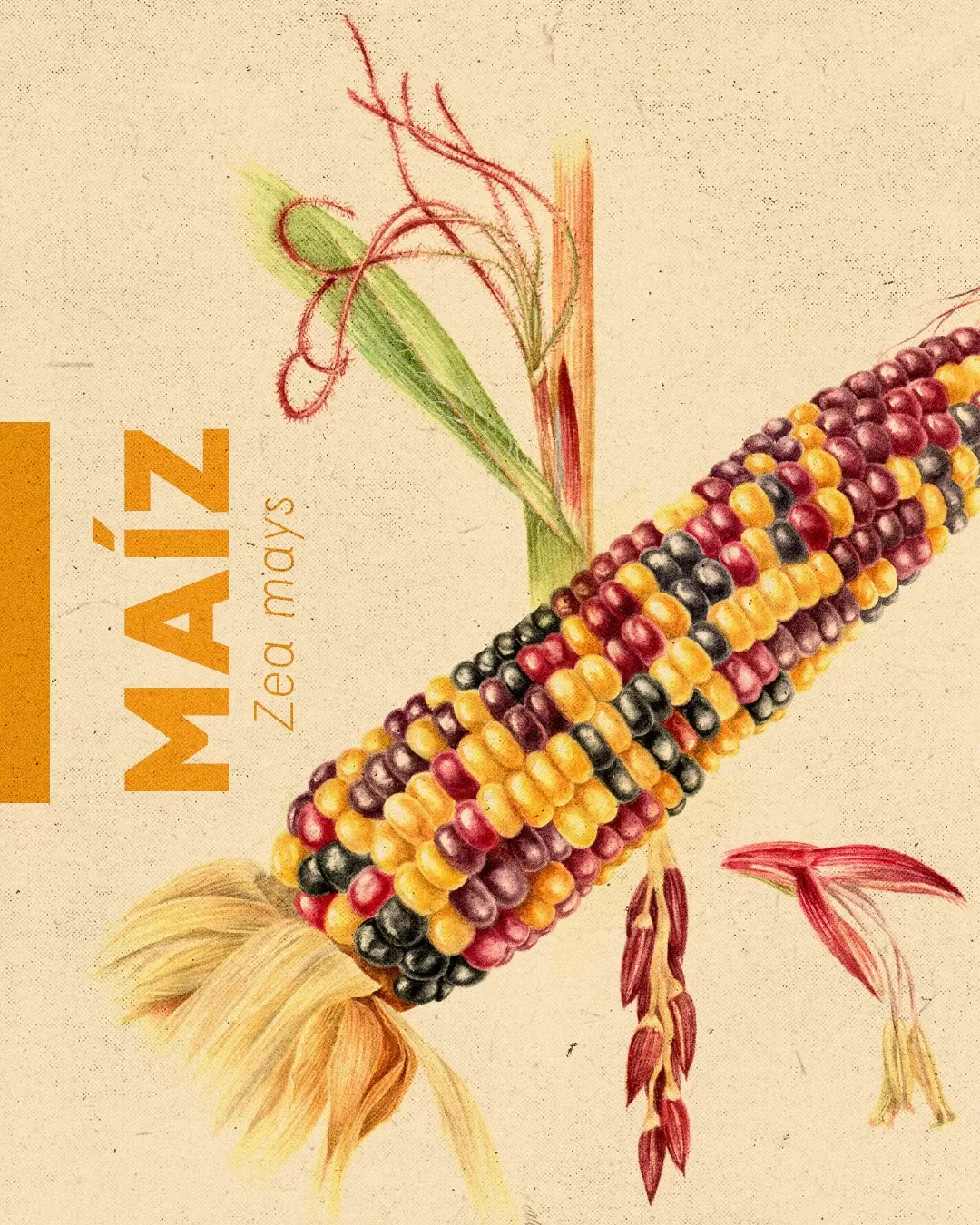 Ilustración de maíz y el texto: Maíz, Zea mays