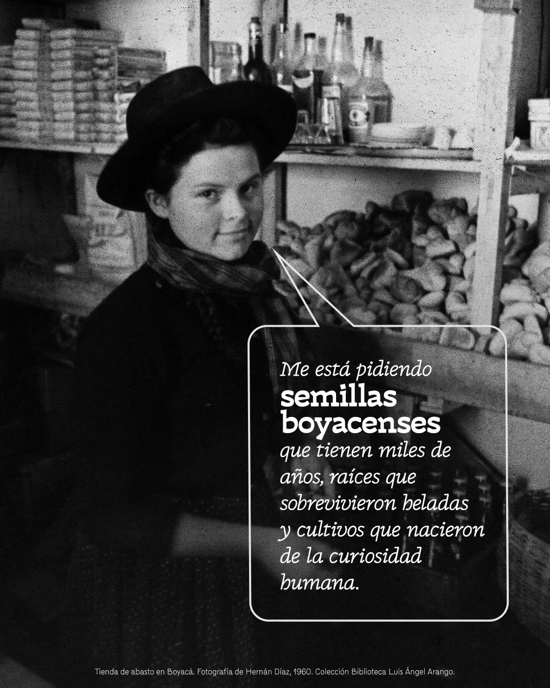 Fotografía de una joven en una tienda de Boyacá con el texto: Me está pidiendo semillas boyacenses que tienen miles de años, raíces que sobrevivieron heladas y cultivos que nacieron de la curiosidad humana 