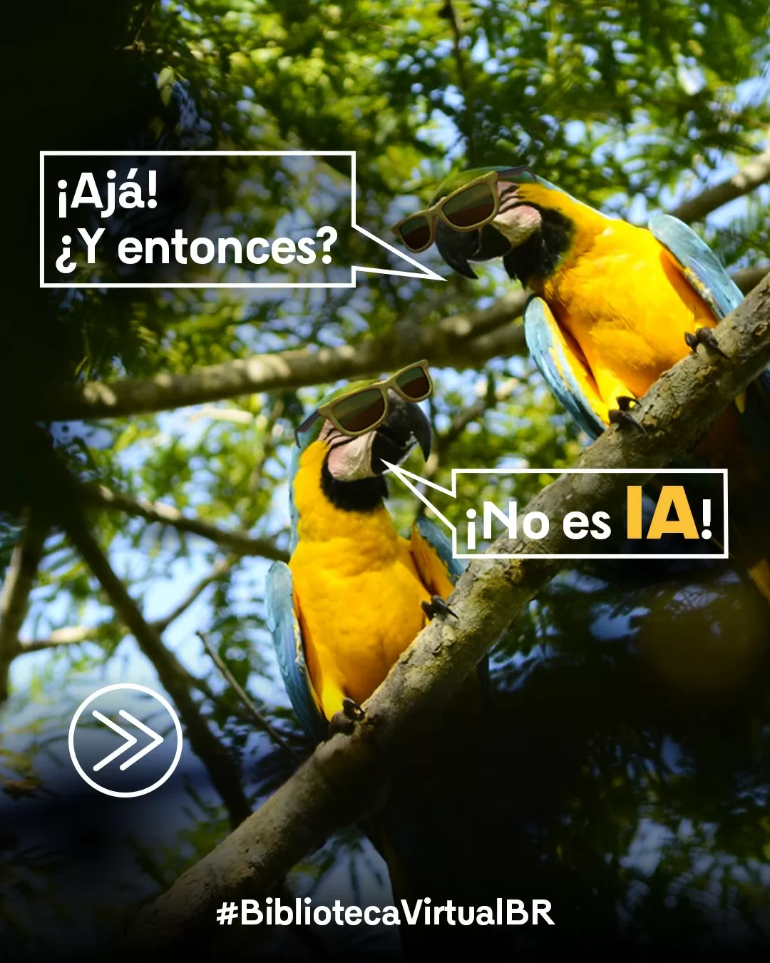 Fotografía de guacamayas 