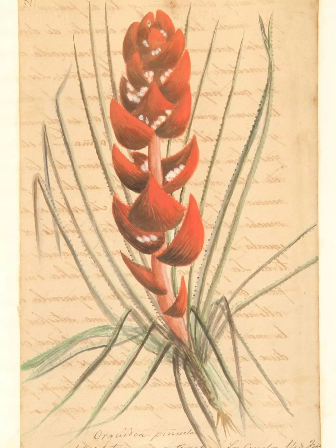 Ilustración de orquídea piñada