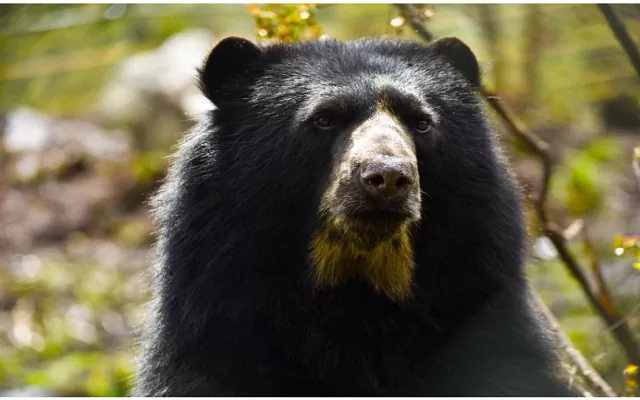 Oso de anteojos Colección Juan Manuel Renjifo