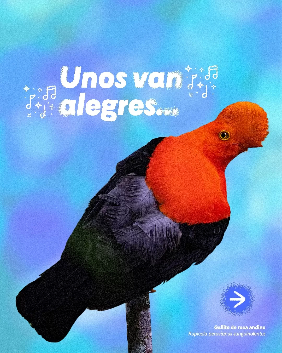 Foto a color de Gallito de roca andino, Juan Manuel Renjifo