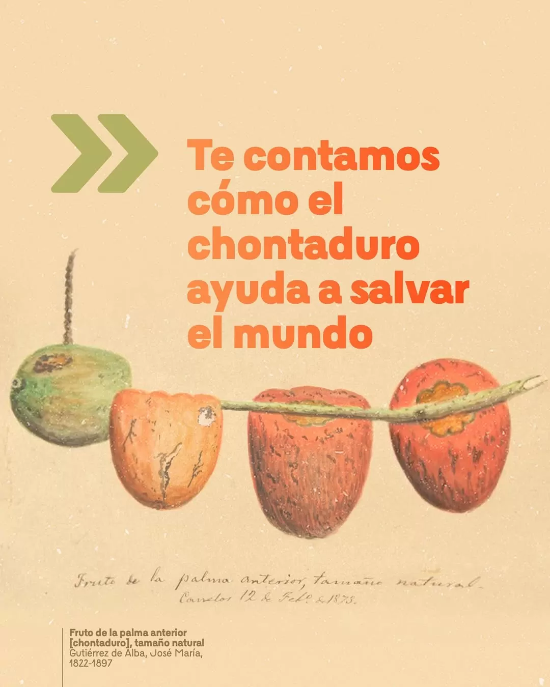 Fruto de la palma anterior (chontaduro), tamaño natural. Gutiérrez de Alba, José María