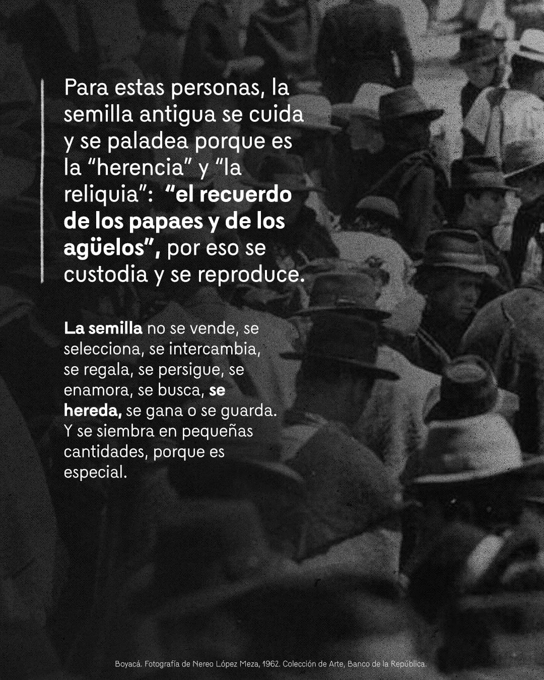 Fotografía de habitantes de Boyacá y el texto: Para estas personas, la semilla antigua se cuida y se paladea porque es la "herencia" y la "reliquia": "el recuerdo de los papaes y de los ágüelos", por eso se custodia y se reproduce 