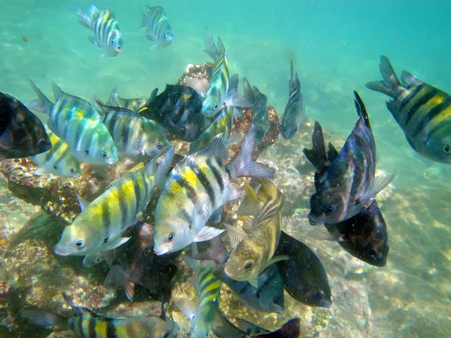 Grupo de peces Sargento Mayor de las bahías del Parque Nacional Natural Tayrona 