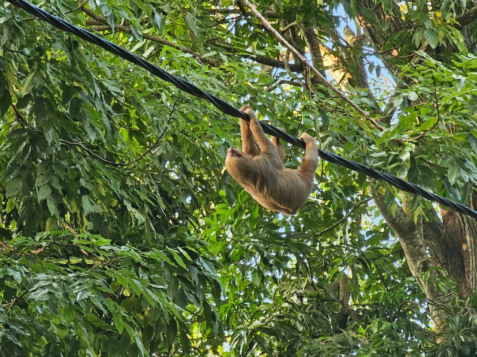 Vista Perezoso Club de lectura Montería