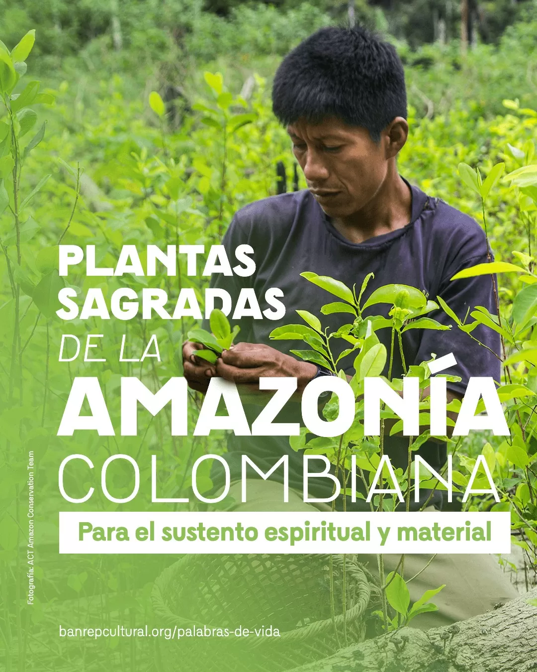 Foto a color, de un hombre, sosteniendo una planta 