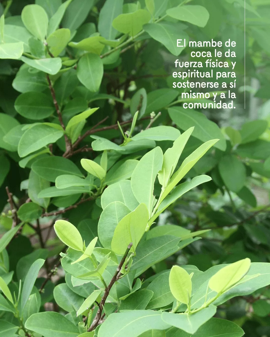 Foto a color de mambe de coca