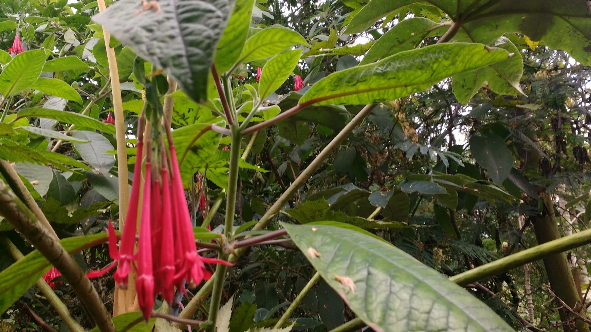 Fotografía de unas plantas en el Humedal Córdoba