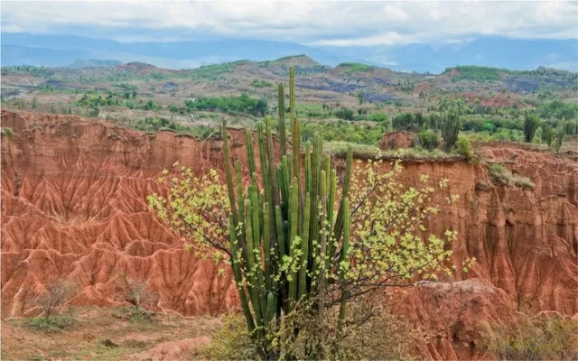 Programa Nacional para la Conservación y Restauración del Bosque Seco Tropical en Colombia del Ministerio de Medio Ambiente